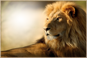 Онлайн фотоэффект со львом
