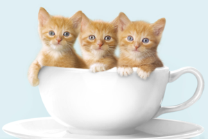 Фотоэффект с тремя котятами