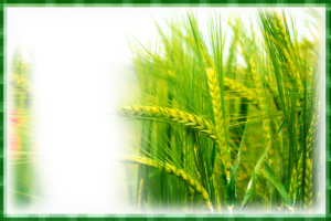 Фотоэффект с пшеницей