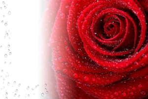 Фотоэффект с розой в росе