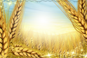 Фотоэффект среди пшеничного поля